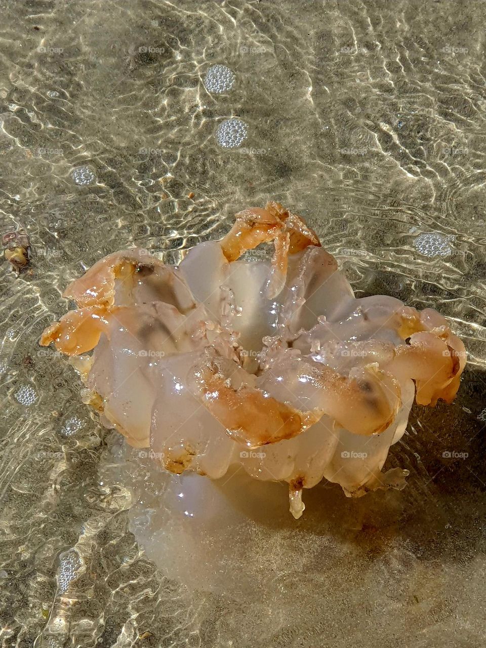 Jellyfish partly devoured