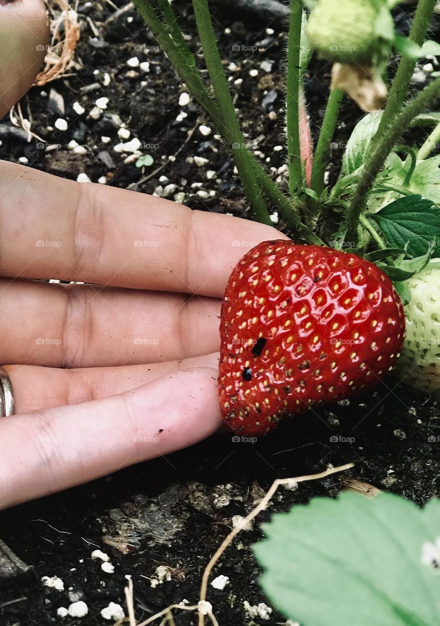 Strawberry ready to be picked