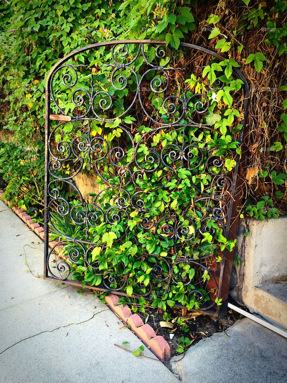 Gate. Over grown gate