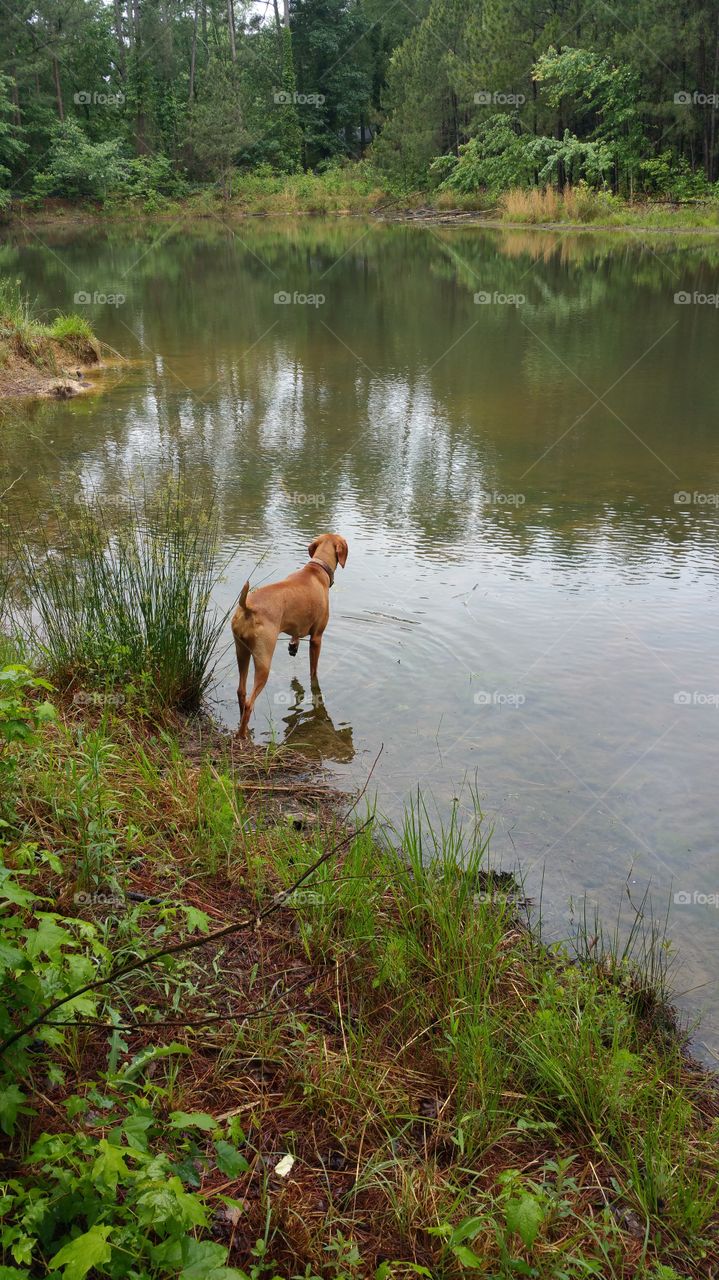 Vizsla dog by the water, pointing
