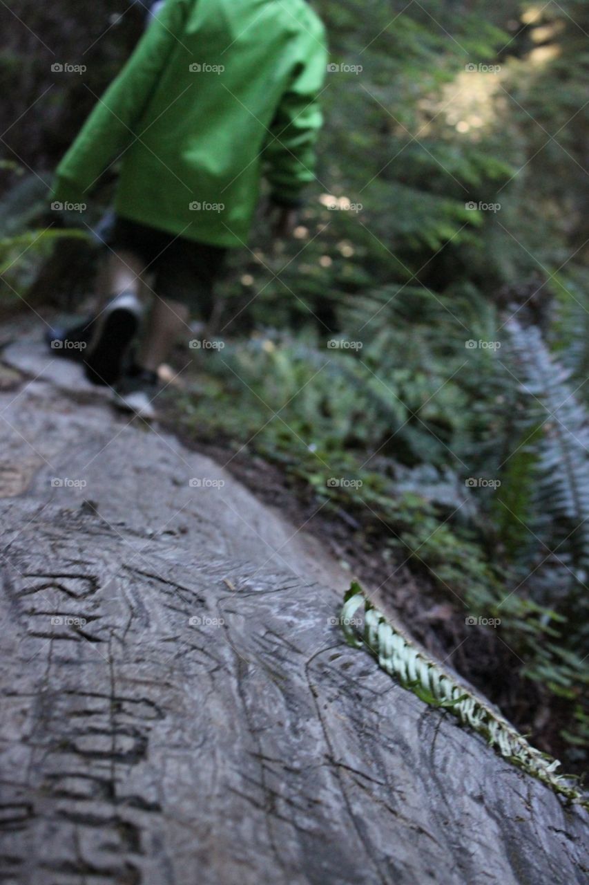 Children running along a fallen redwood at Jedidiah Smith redwoods State Park in Del Norte County, California