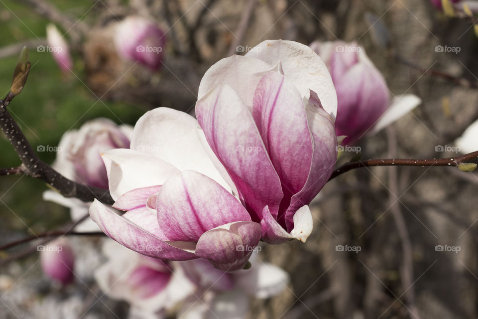 Japanese Magnolia