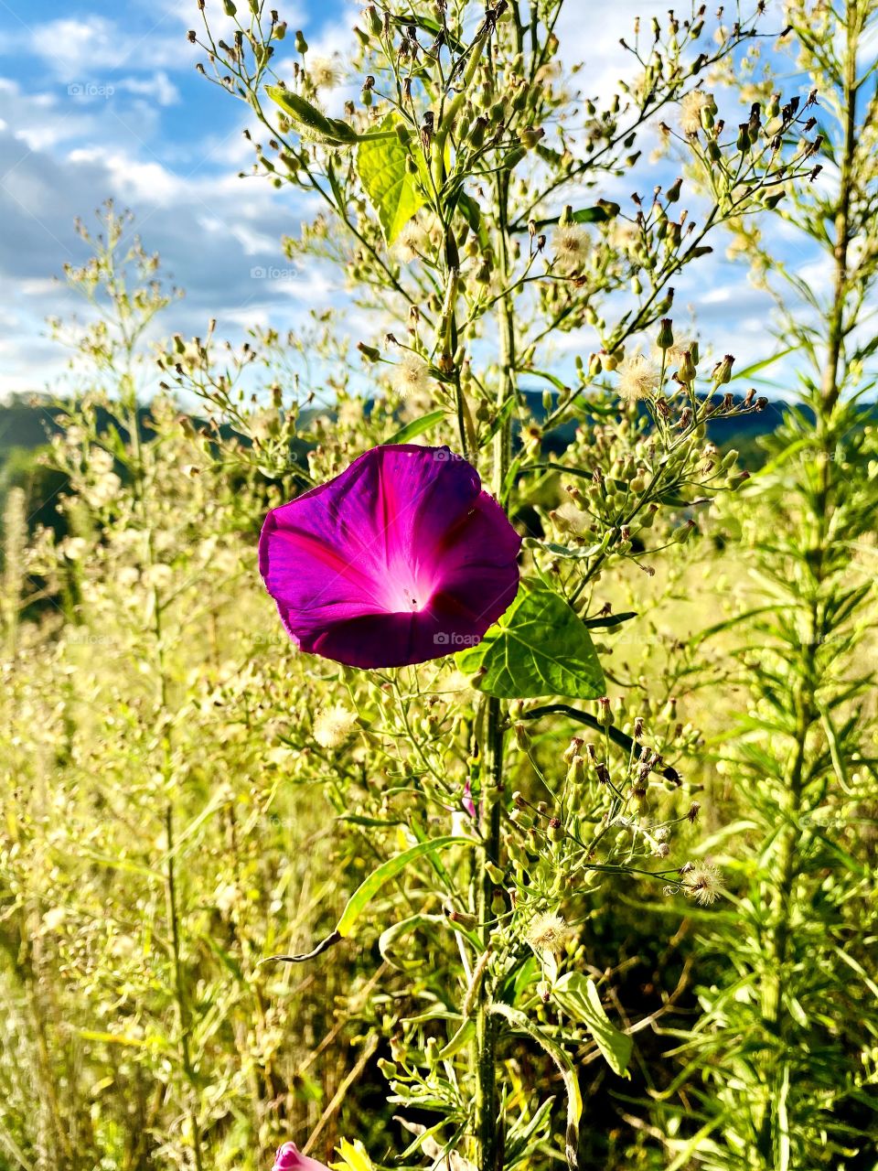 freedom when photographing