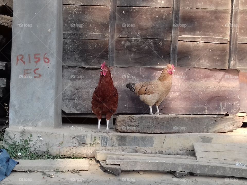 turning chicken heads