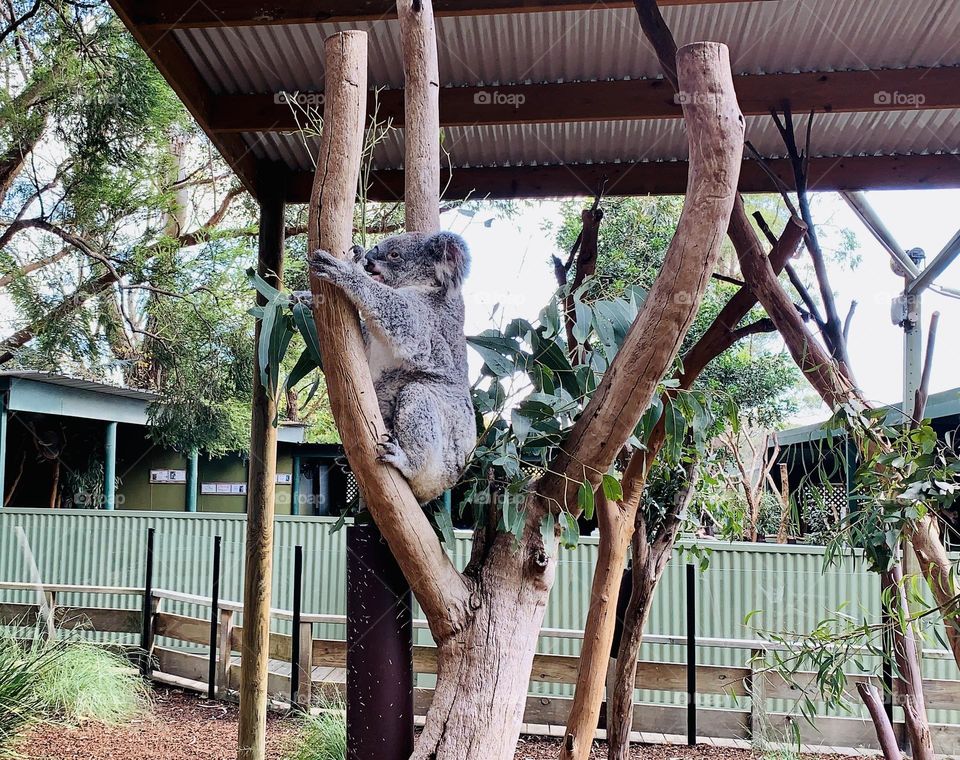 One of the most beautiful living things I’ve seen is this amazing koala. I never thought that I could get close to it. They are unique and so special.