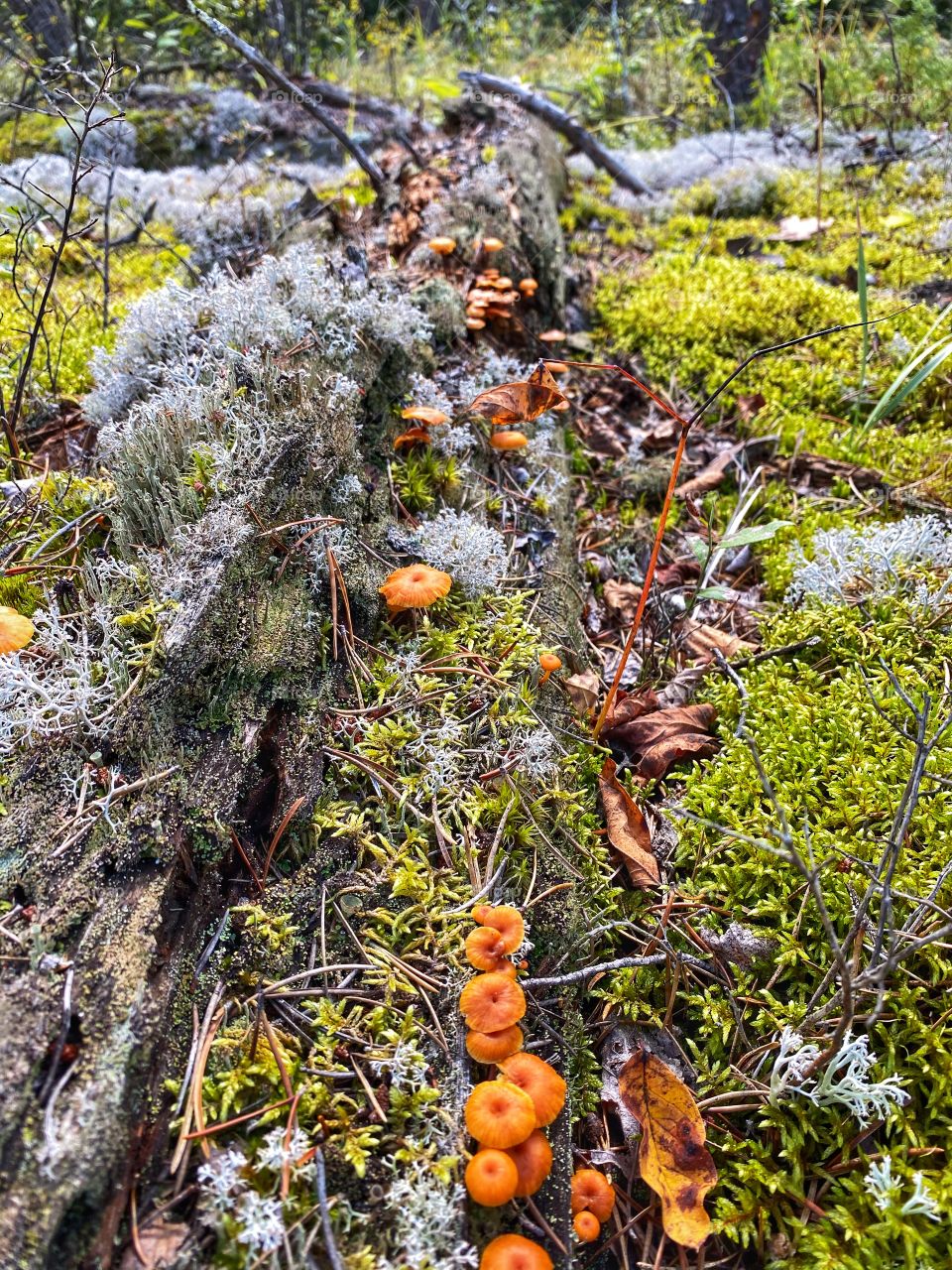 Mushrooms