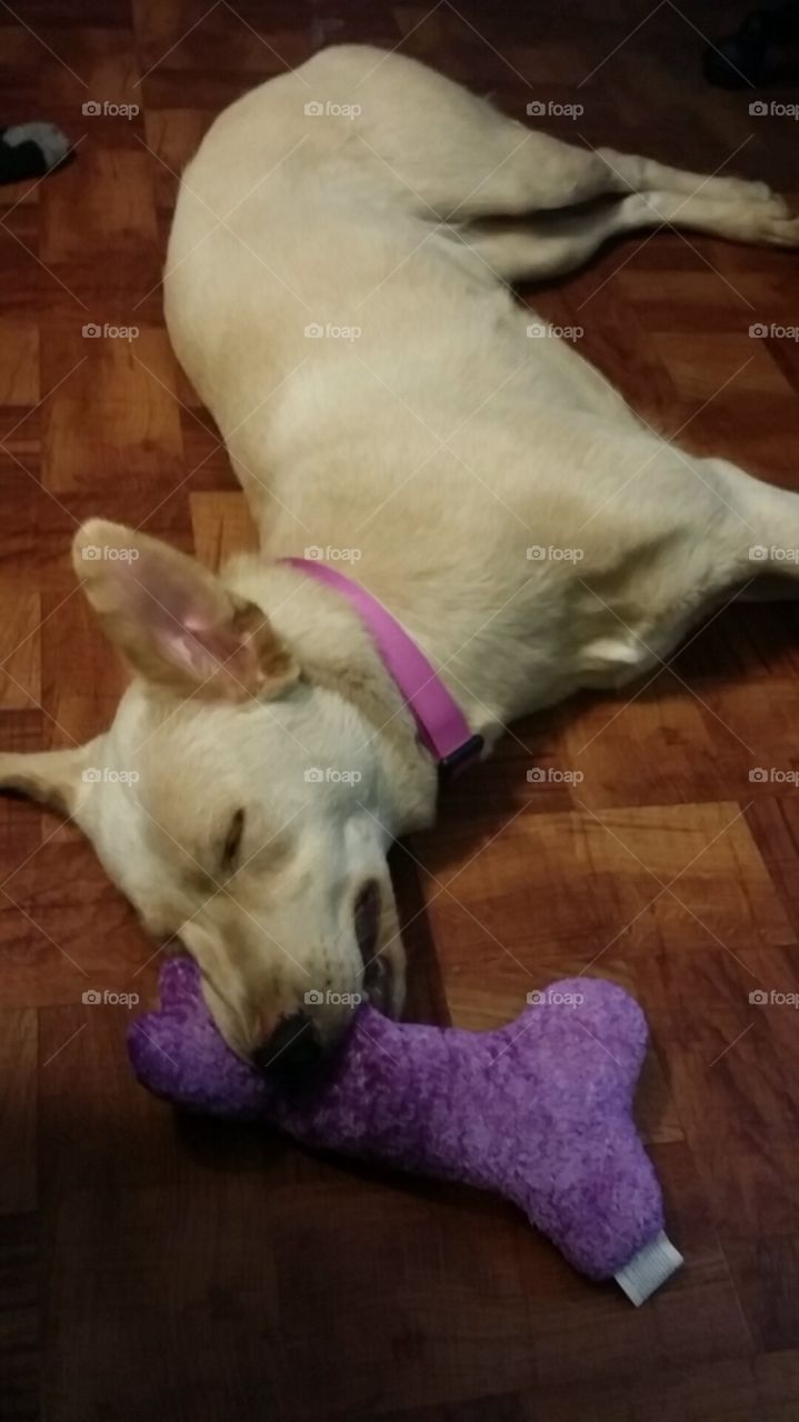 Days are ruff so we snuggle with our toys