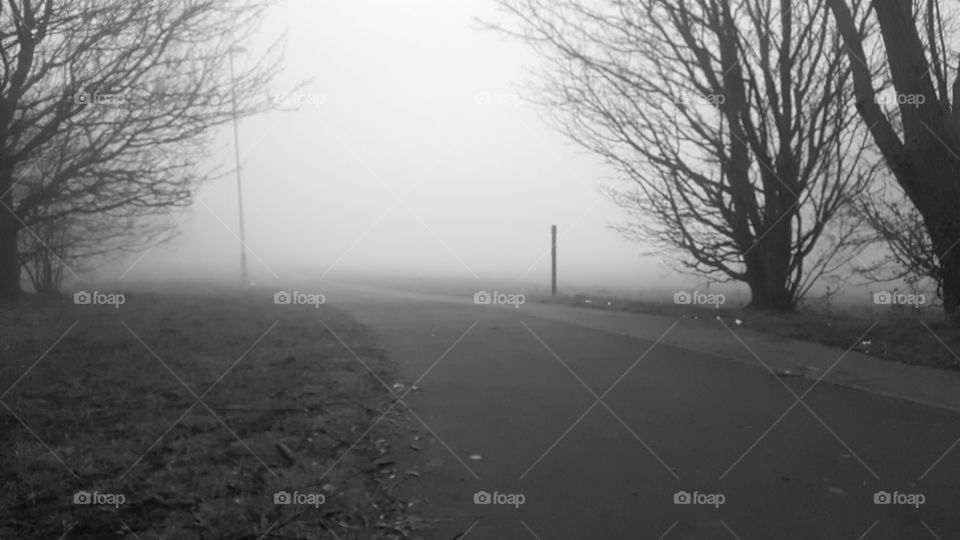 Fog, Mist, Landscape, Tree, Winter