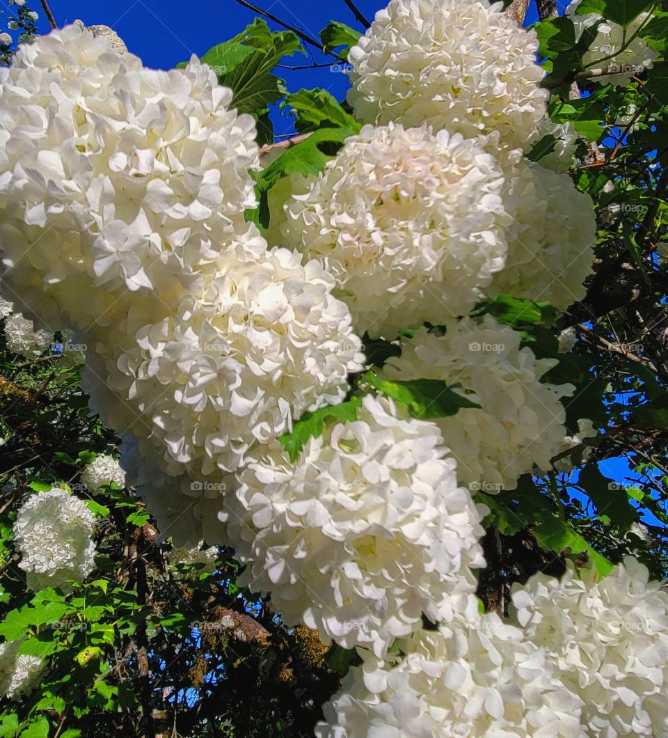 white snowball flowers