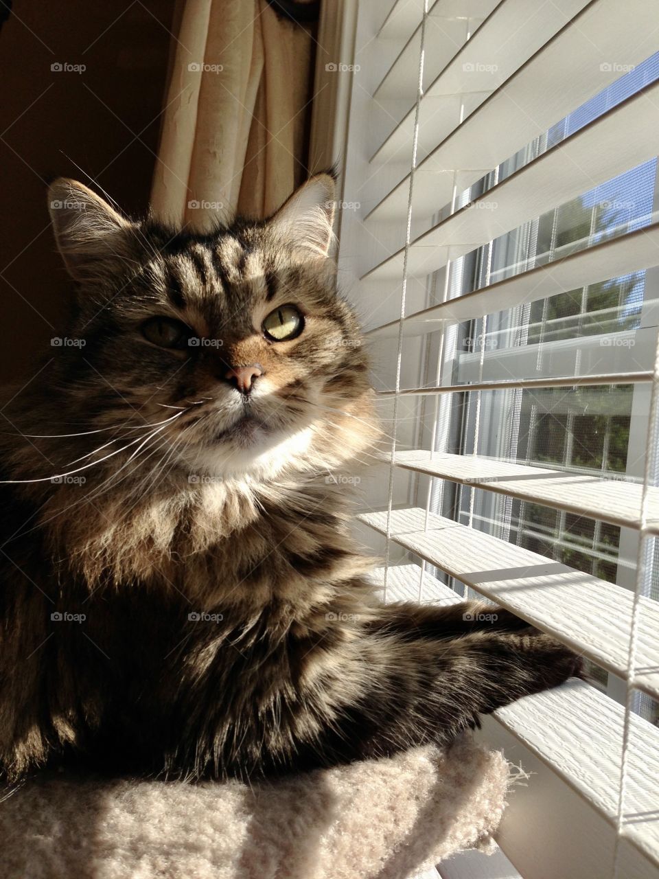 Long-haired feline Maine coon cat sitting on a windowsill with natural light coming through window blinds shadows and light on the face and eyes