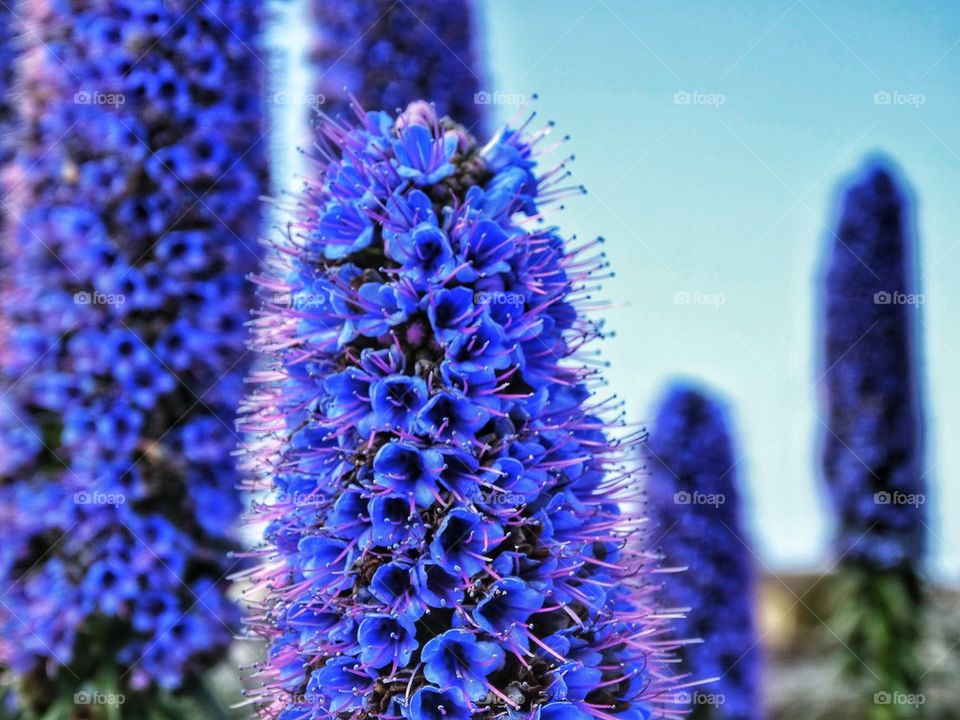 Exotic blue spring flowers