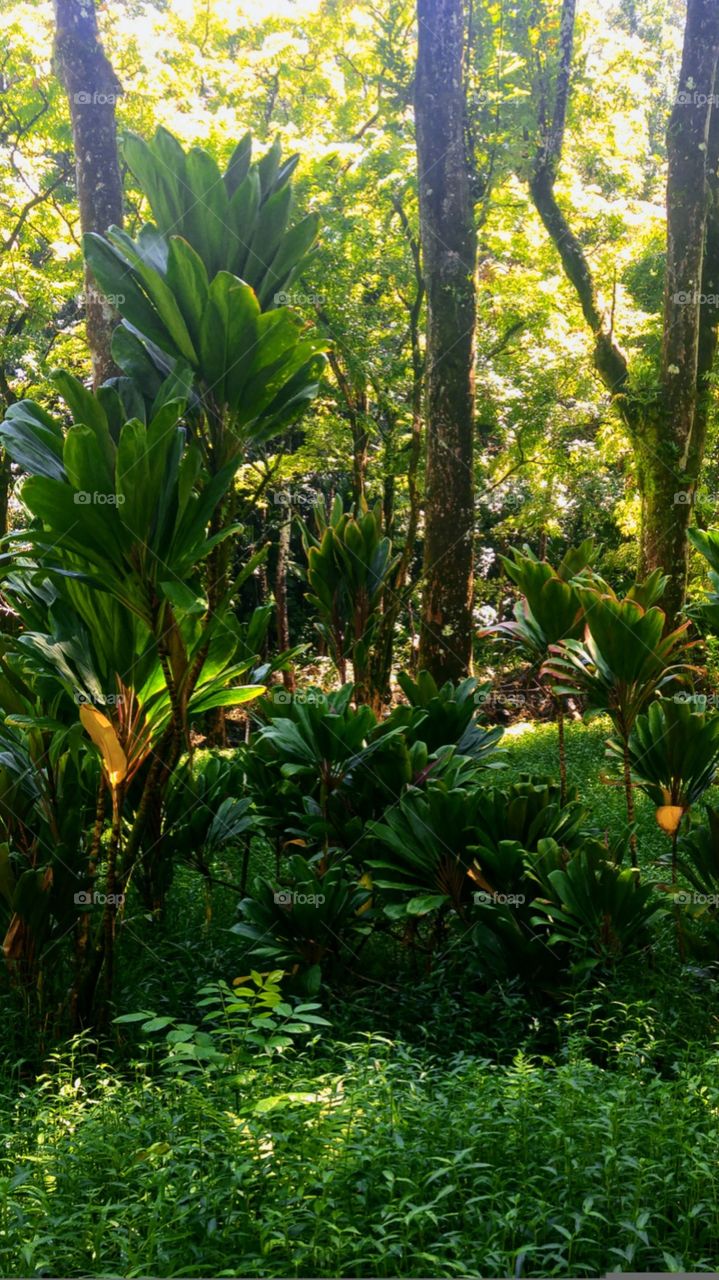 a lush tropical rainforest