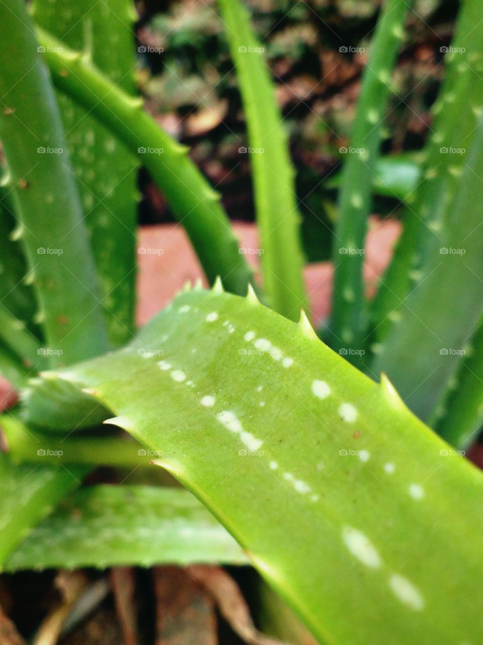 Aloe vera