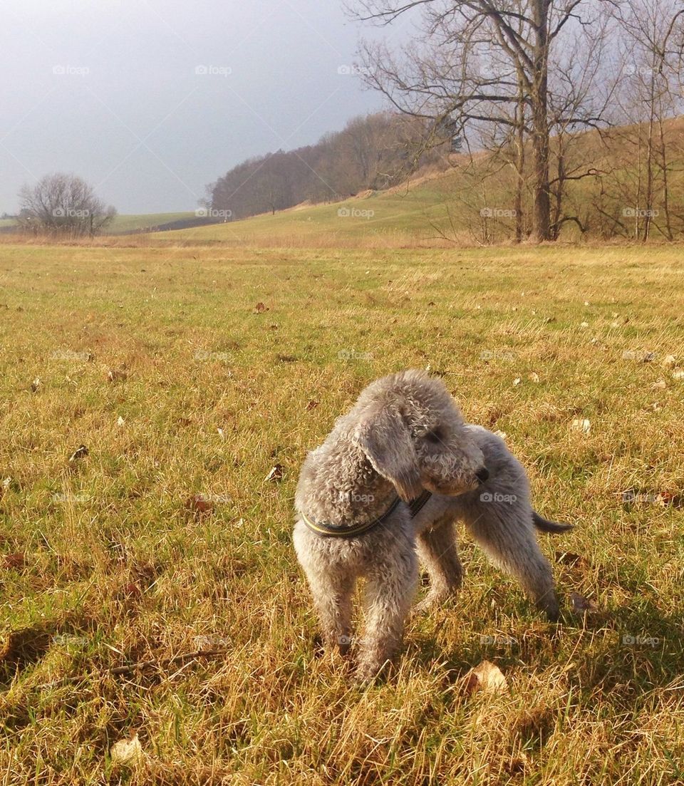 Spring walk