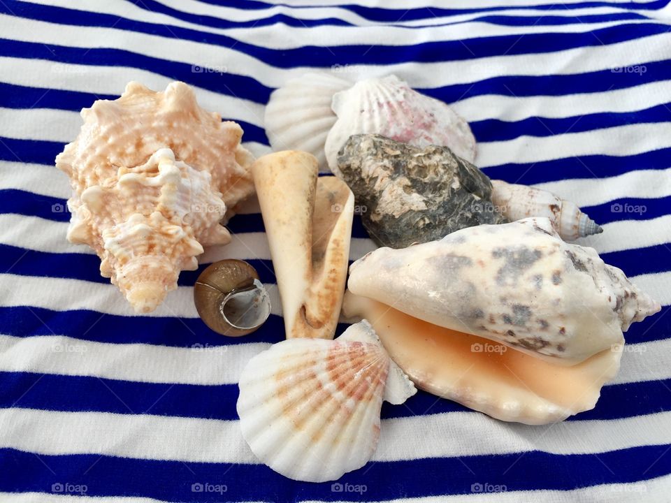 Variety of sea shells on cloth