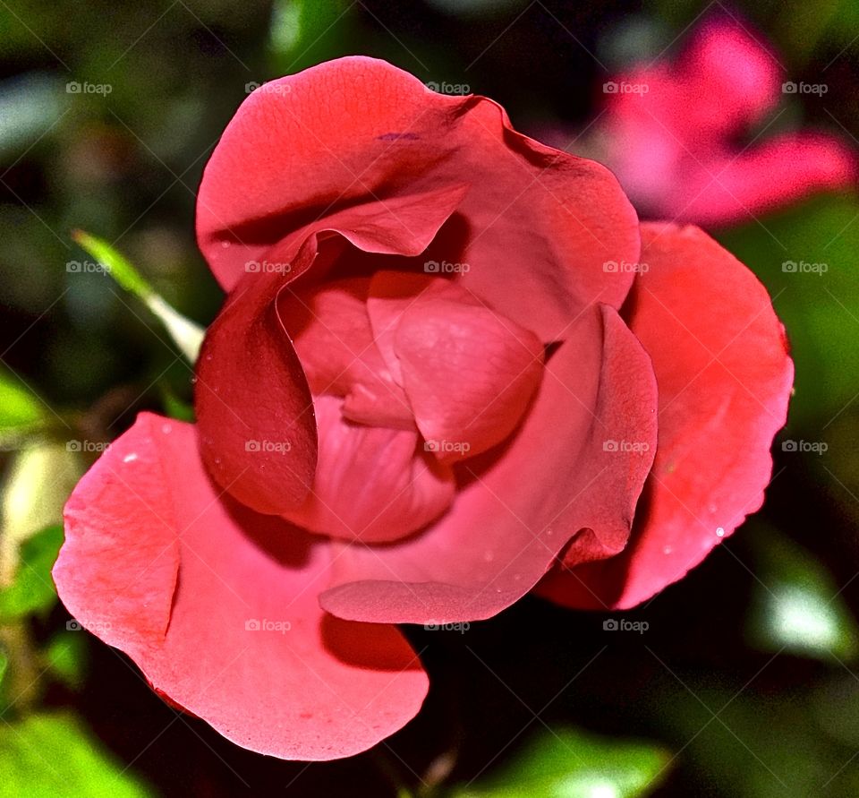 Passionate about Roses