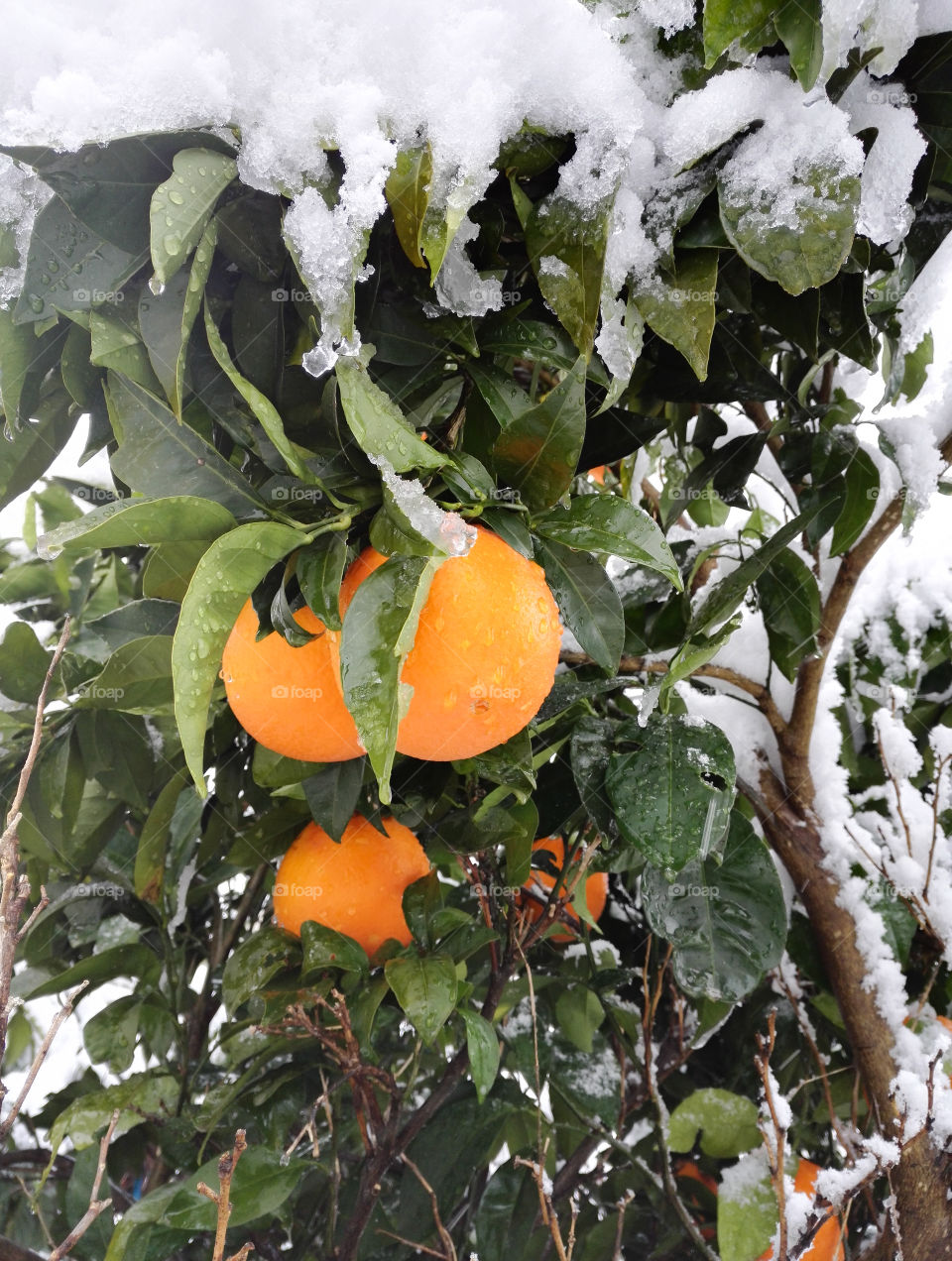 freezing orange tree