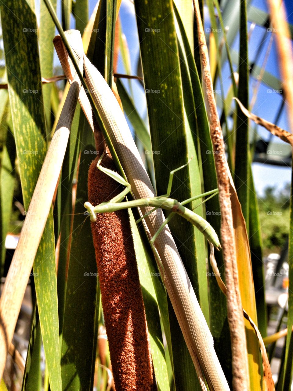 Praying predator. Praying mantis on a cattail plant