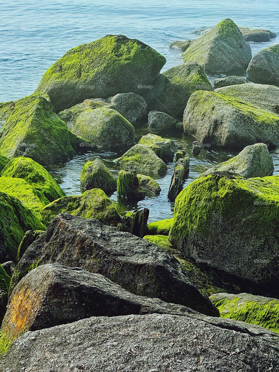 Seaweed on wet rocks 