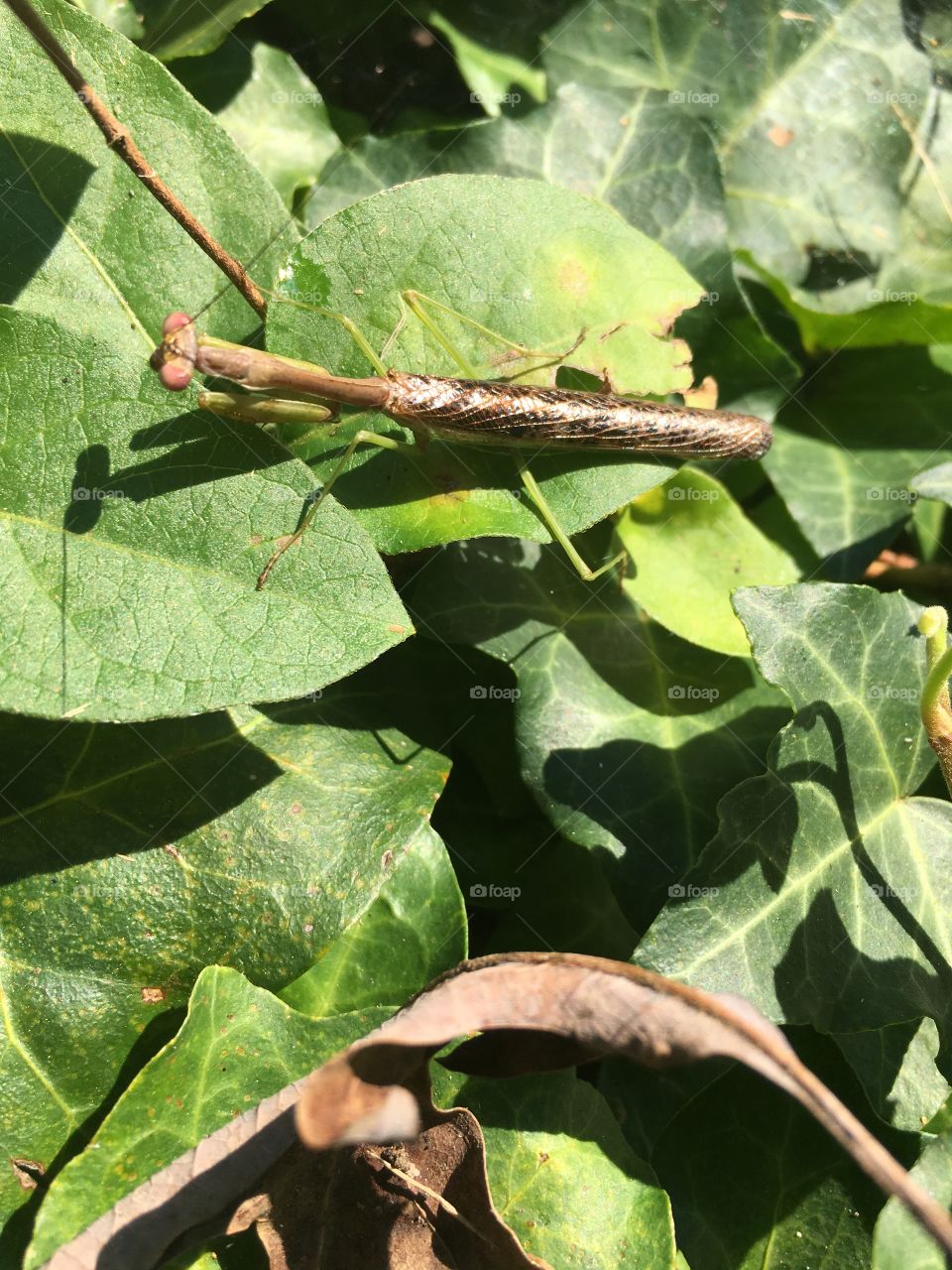 Praying Mantis on a leaf.