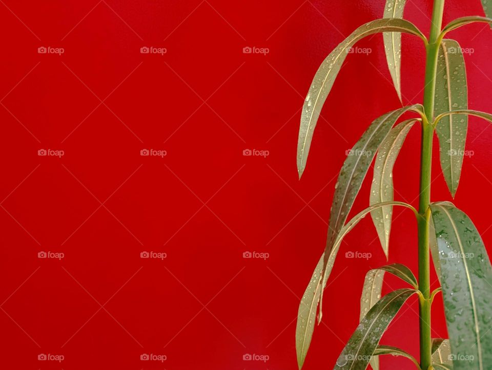 green branch with leaves on red background.