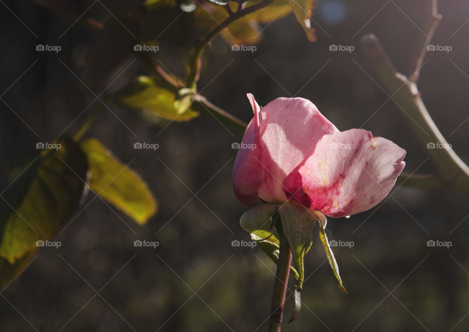 A beautiful delicate pink flower growing in a park near my house. Early summer days.