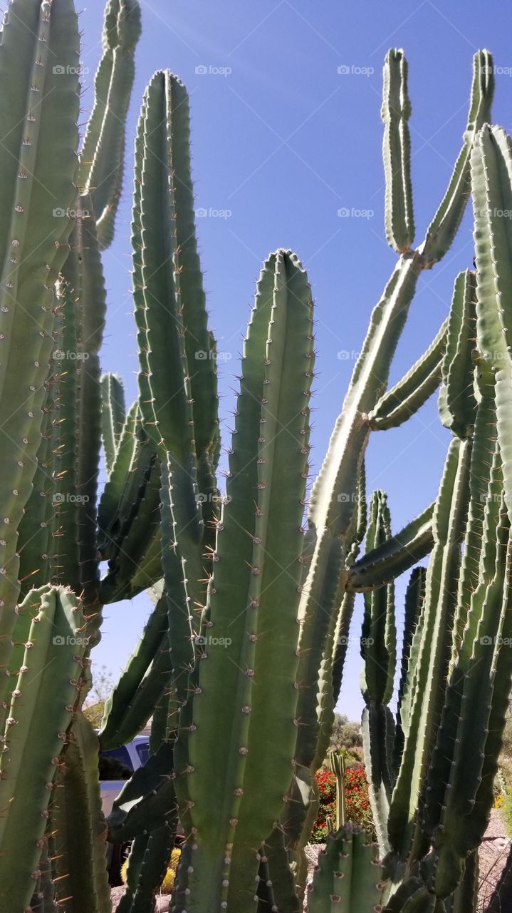 organ pipe cactus