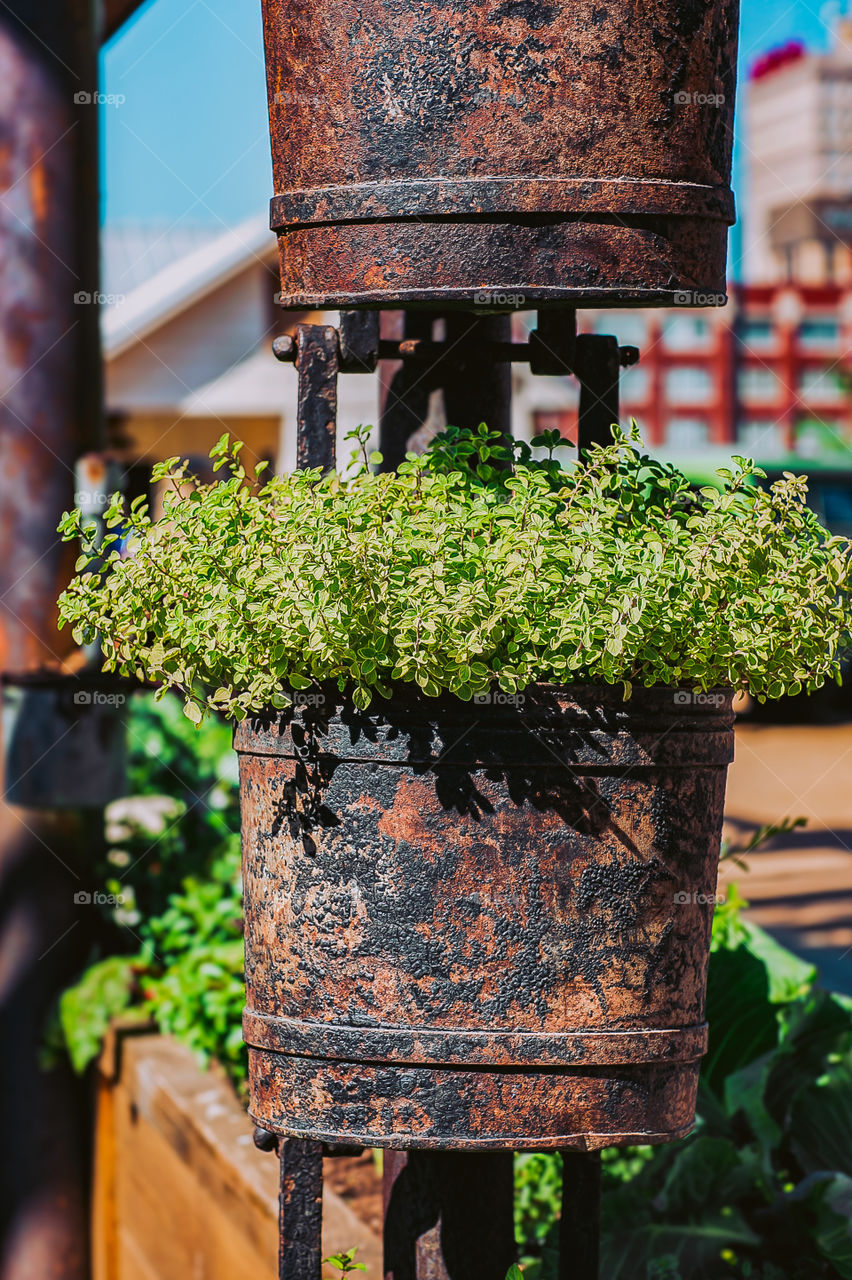 Beautiful patina on this plant hanger outside of The Silos in Waco, Texas. Magnolia Seed and Supply in the background adding some extra beauty to the shot!