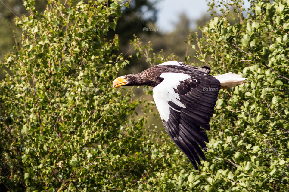 Steller's sea eagle ( haliaeetus pelagicus) in the flight