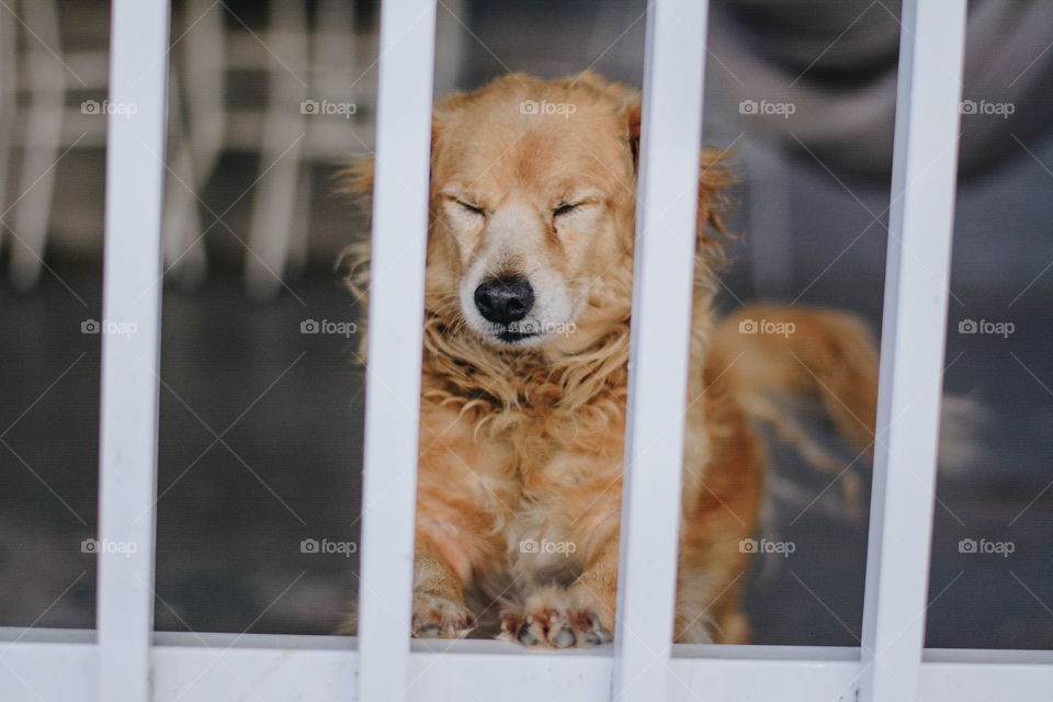 Dog at the gate