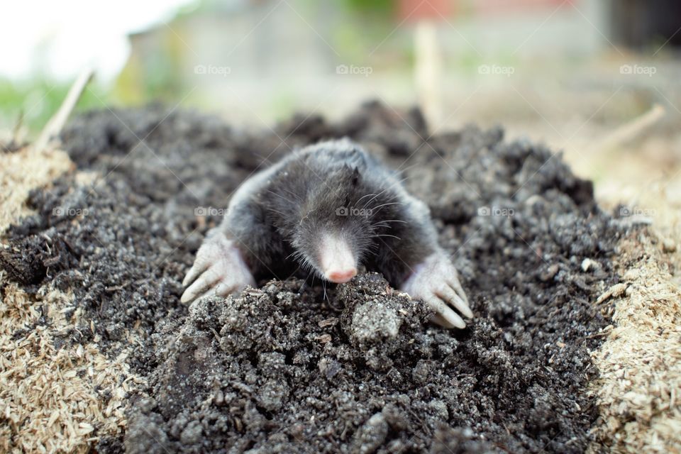 a mole