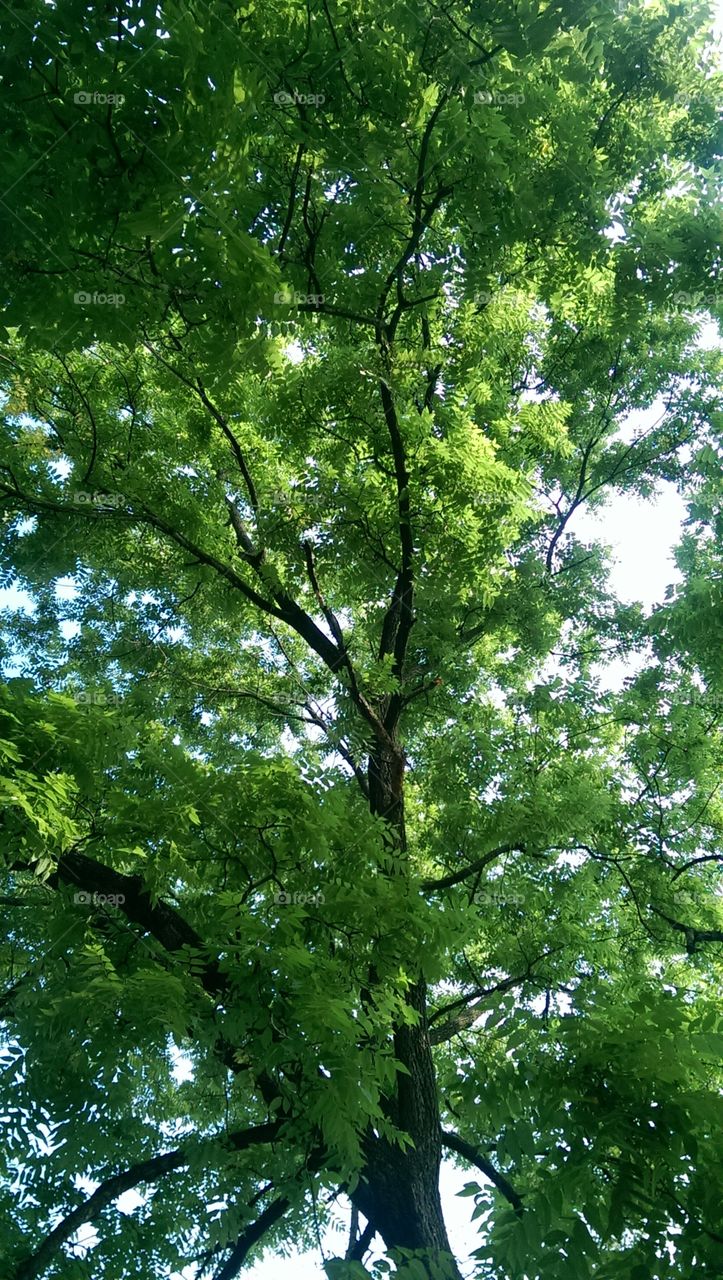 High in the sky. Looking up into a large tree in the park