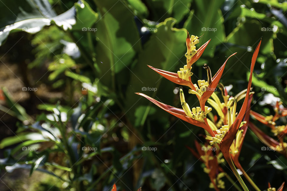 Red Strelitzia reginae Ait Background green leaves in garden.