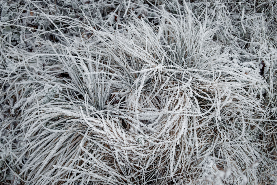 Nature frozen grass