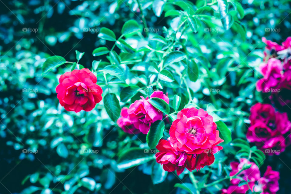 Roses in the summertime 