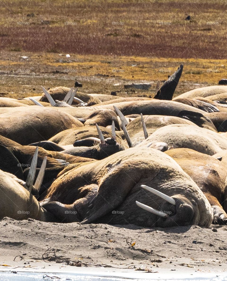 Lazy Walrus Beach