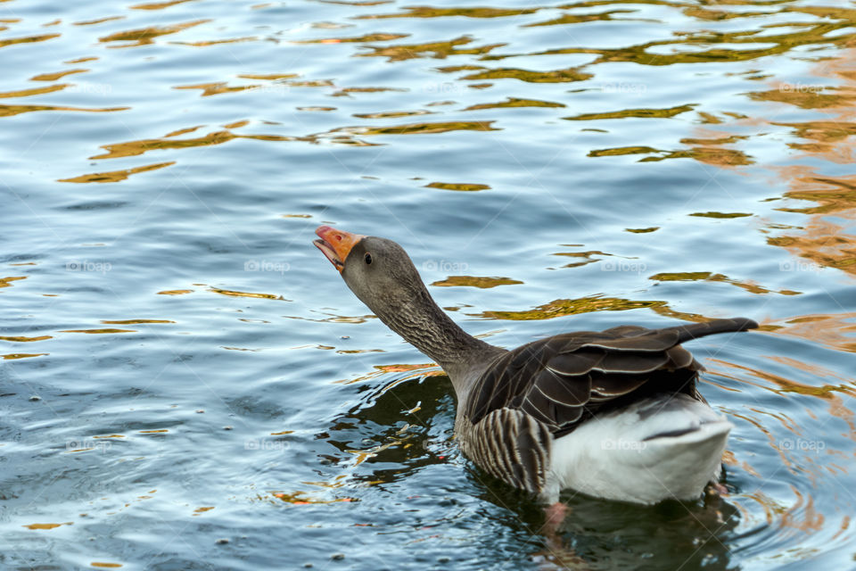 Duck swimming in lake