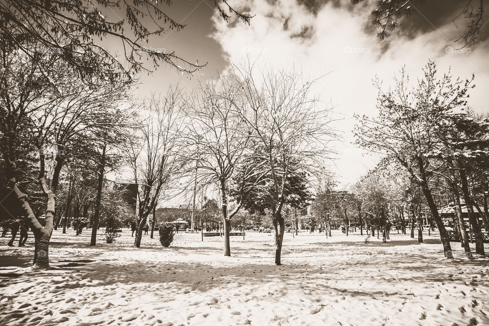 Black and white beauty in snow