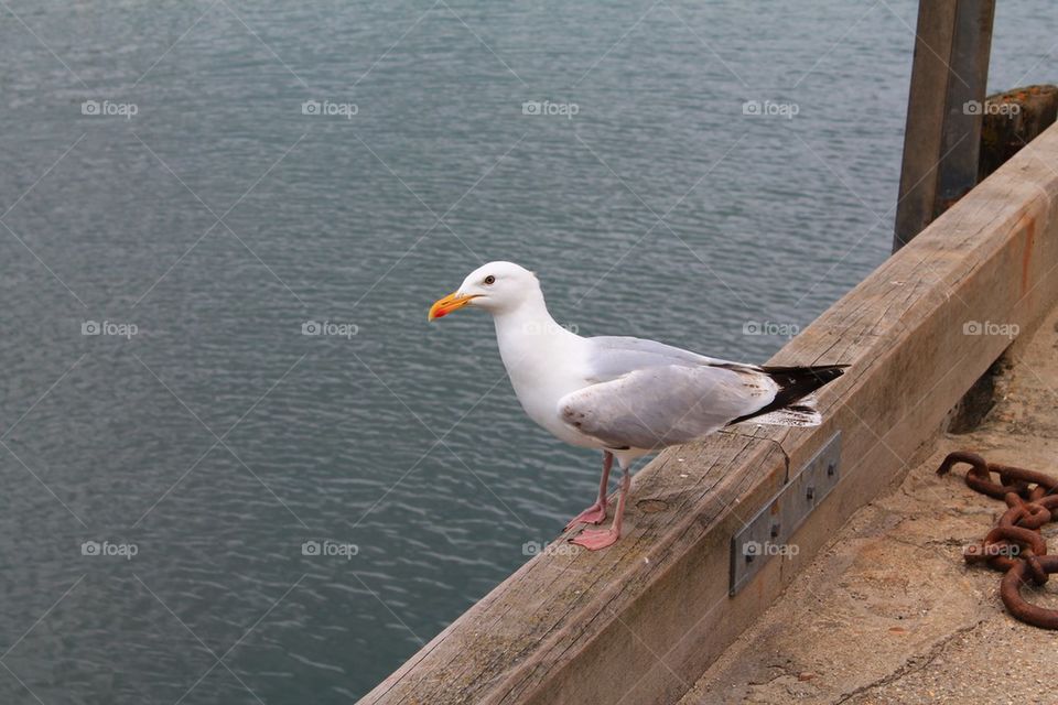 Gull on a pier