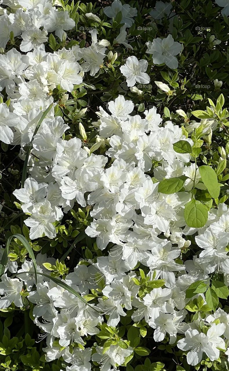 White Flowers 