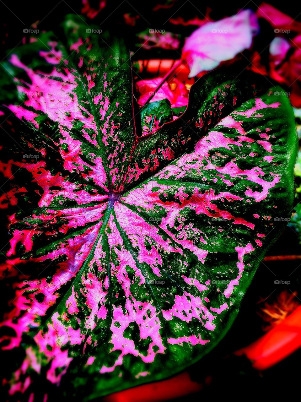 No Person, Christmas, Color, Desktop, Flower