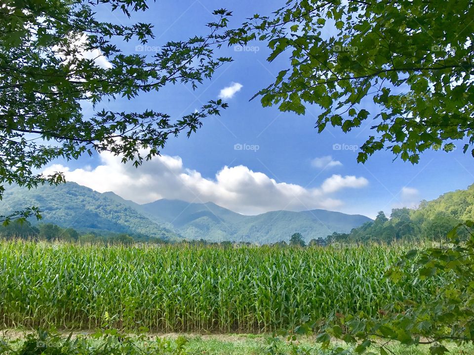Corn in the valley - clouds over the mountains