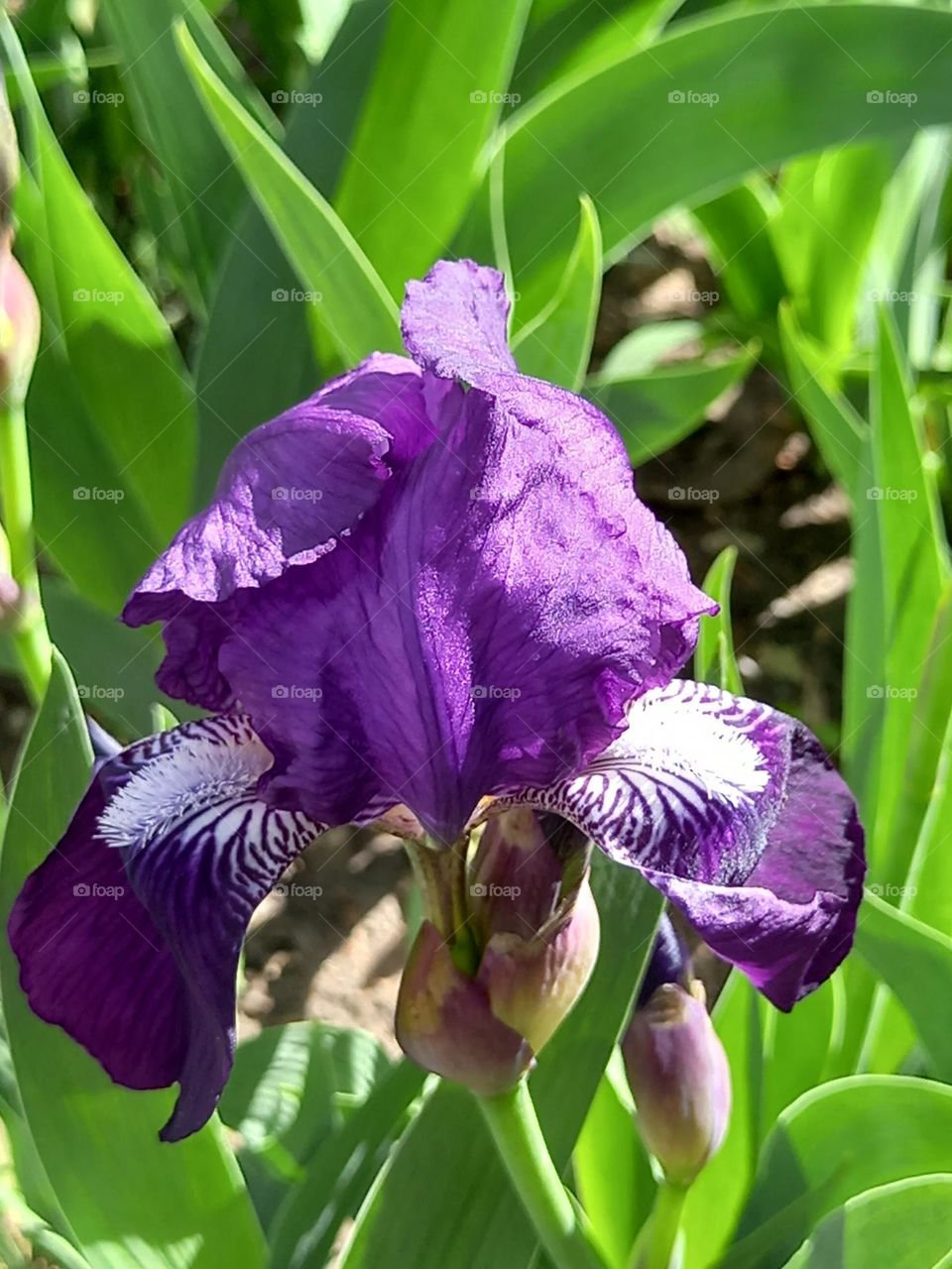 Here I am! Your violet story! Your iris flower!