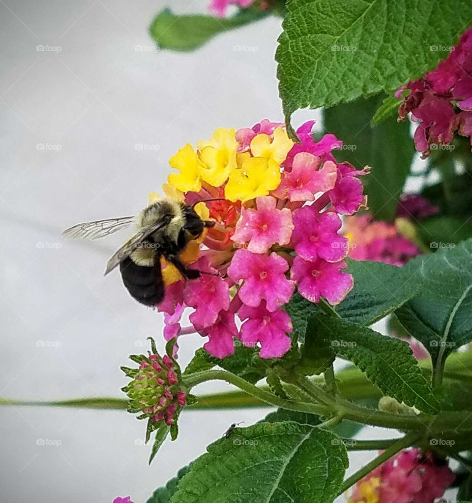 Side View of Bumblebee on Pink and Yellow Flower