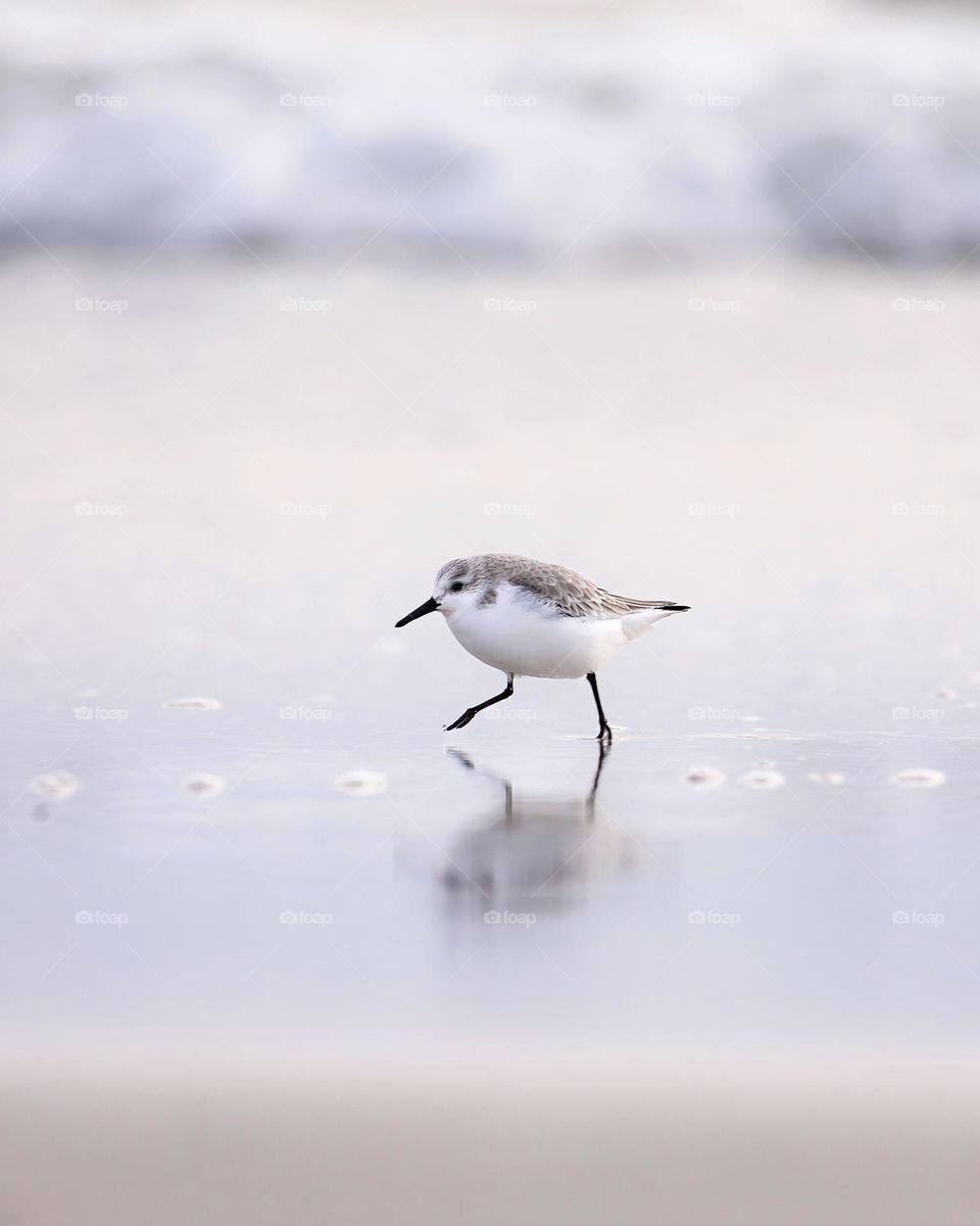 A small white and grey sanderling sea bird, running across the incoming tide with its reflection in the water