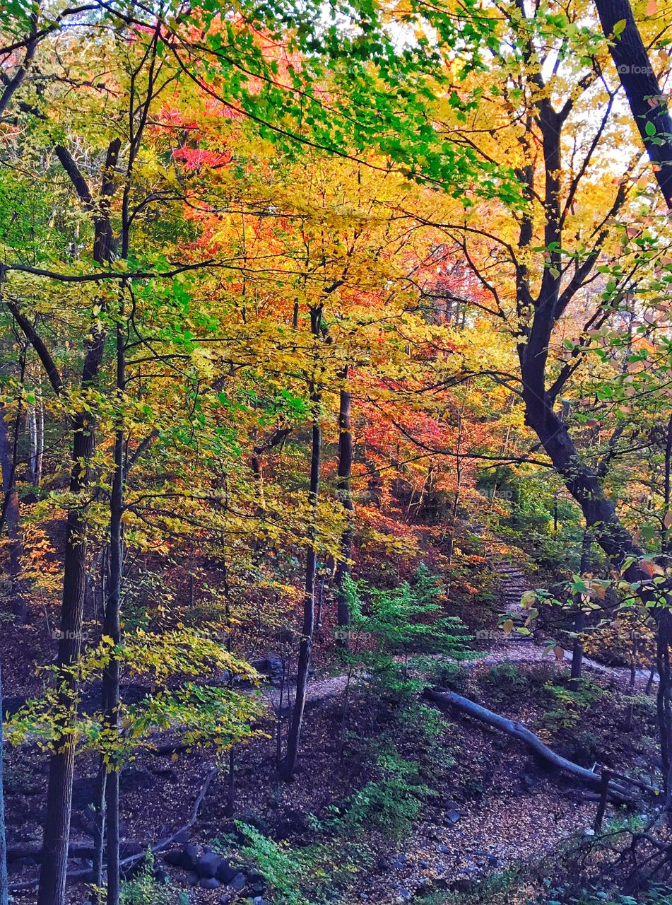 Morning in the forest