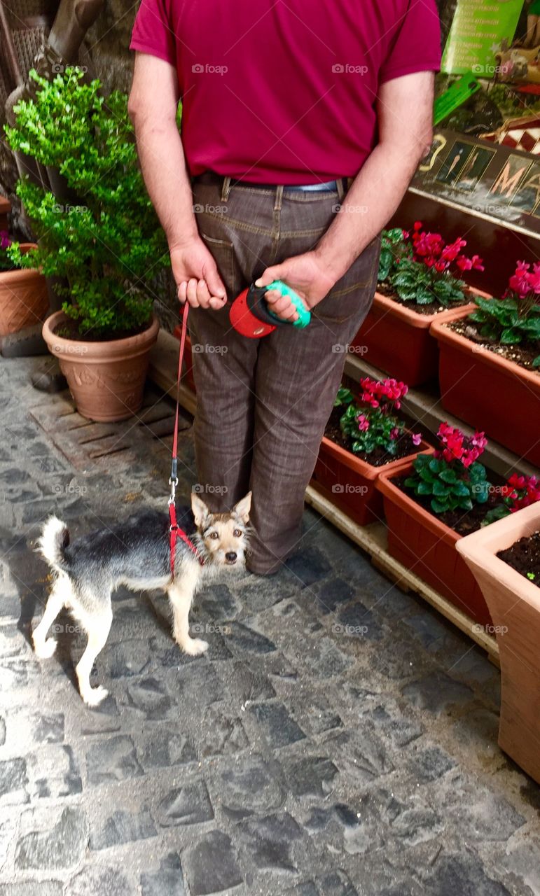 Dog  walking in Italy.