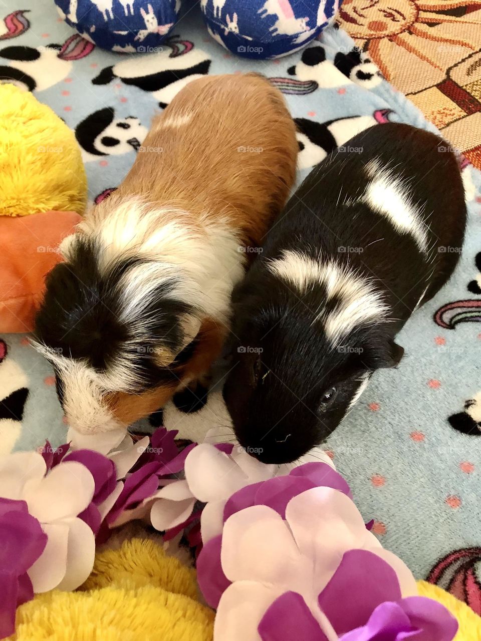 Playful Guinea pigs Jonathan  and Timmy 