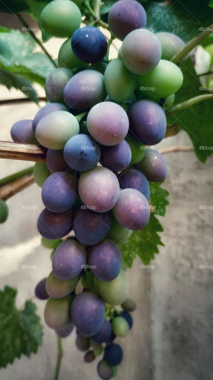 grapes background