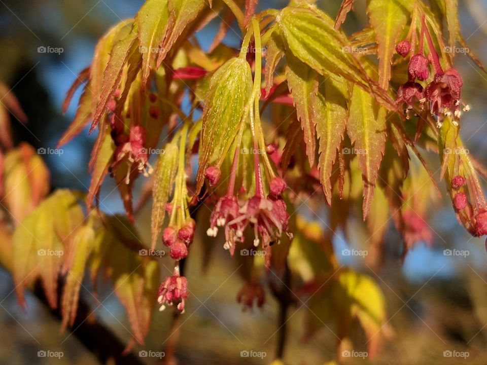 maple seeds